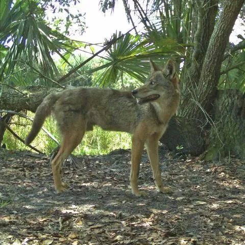 thumbnail for publication: Wildlife of Florida Factsheet: Coyote